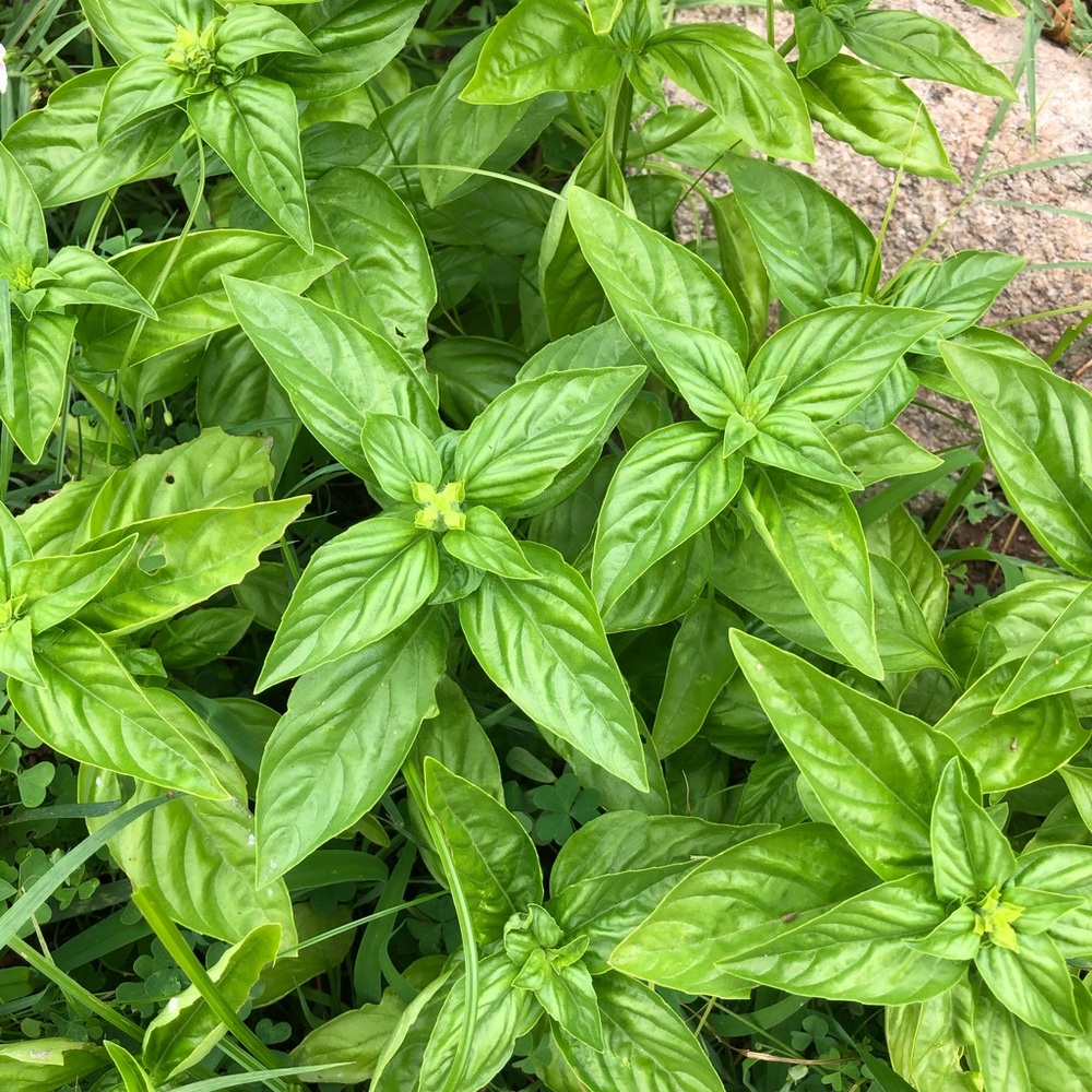 Meet your Posher, Sonya